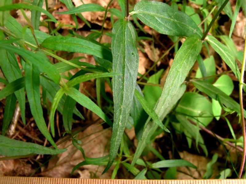 Datei:Wiesen-Wachtelweizen, Blatt.JPG