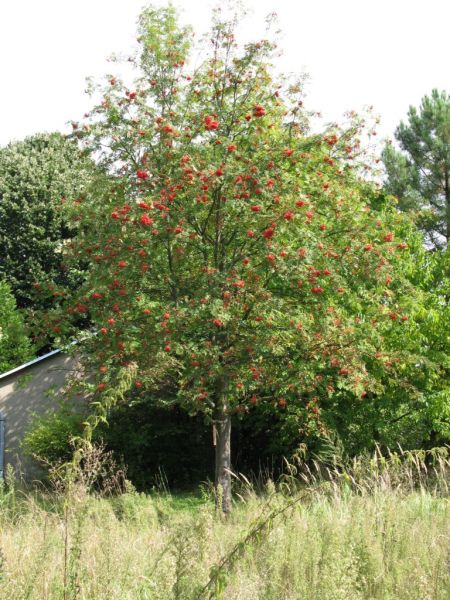 Datei:Eberesche.JPG
