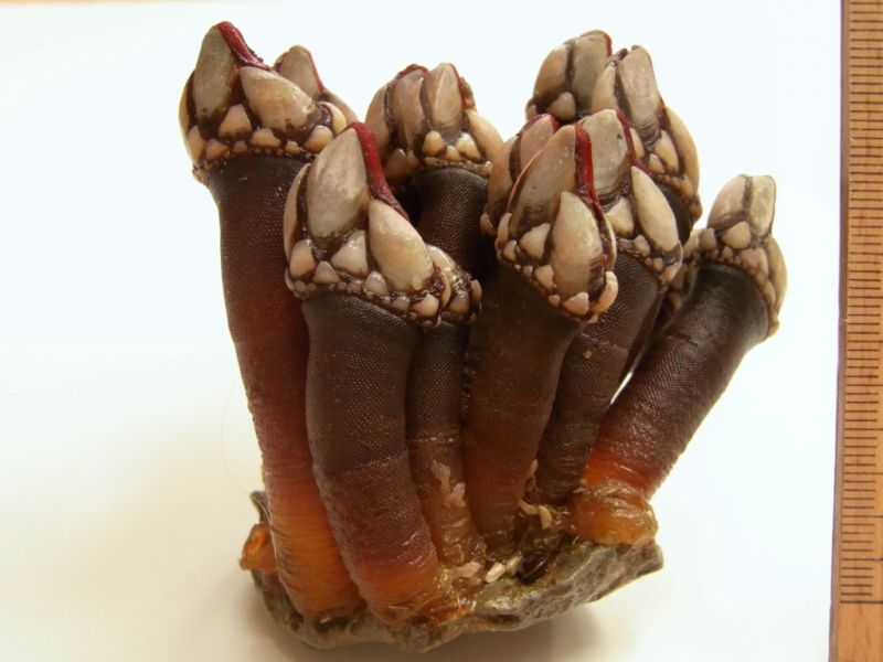 Datei:Entenmuschel.JPG