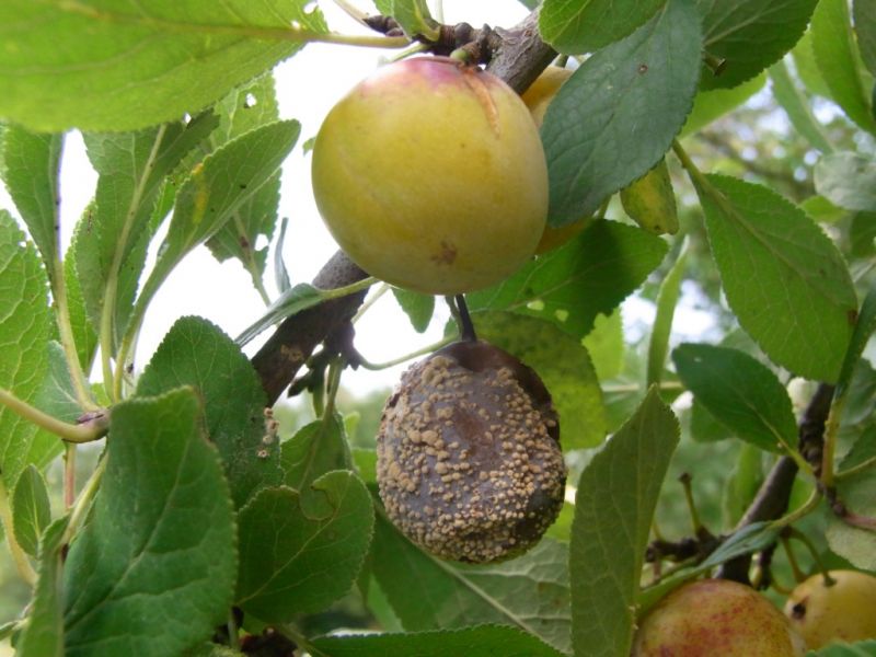Datei:Mirabelle fermentiert.JPG