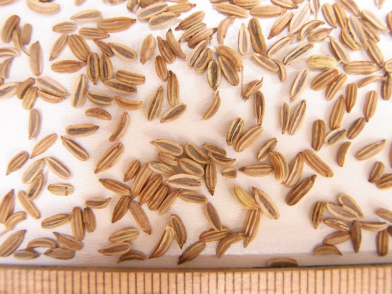 Datei:Fenchel, Samen.JPG