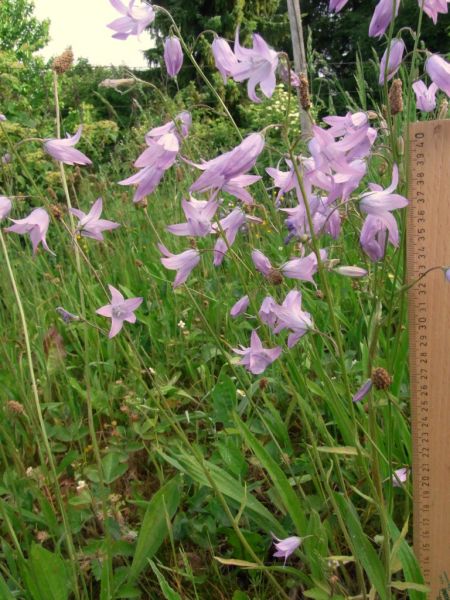 Datei:Wiesen-Glockenblume.JPG