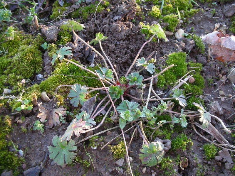 Datei:Storchschnabel, weicher.jpg