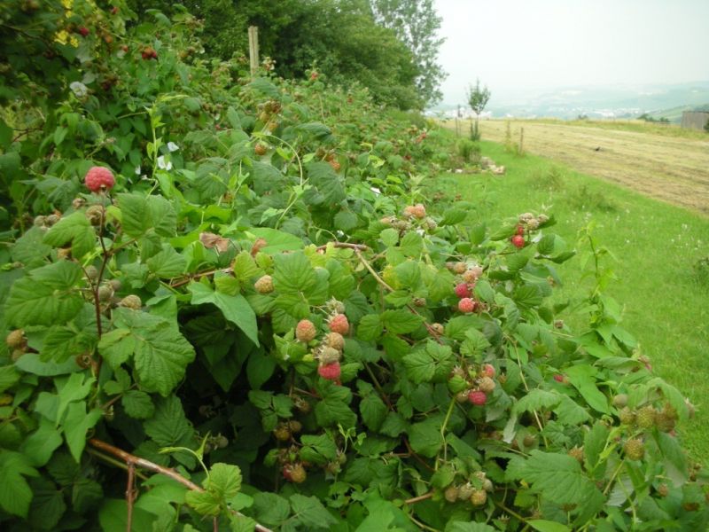 Datei:Himbeere.jpg
