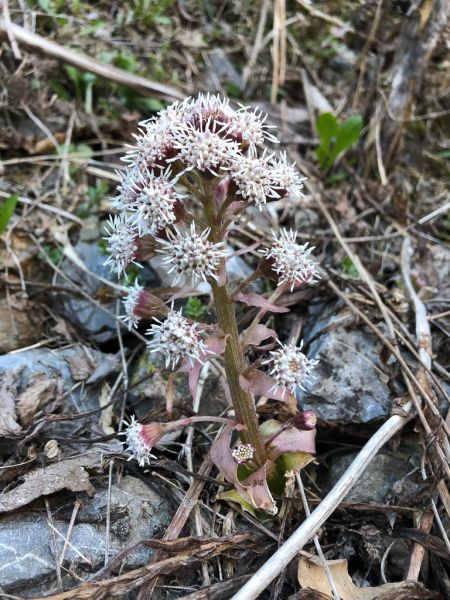 Datei:Alpen Pestwurz.jpg