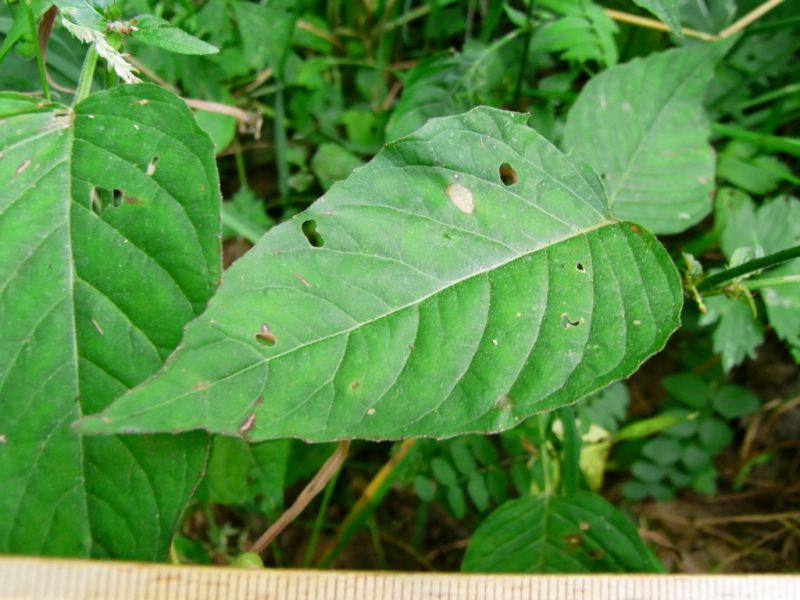 Datei:Hexenkraut, Blatt.JPG