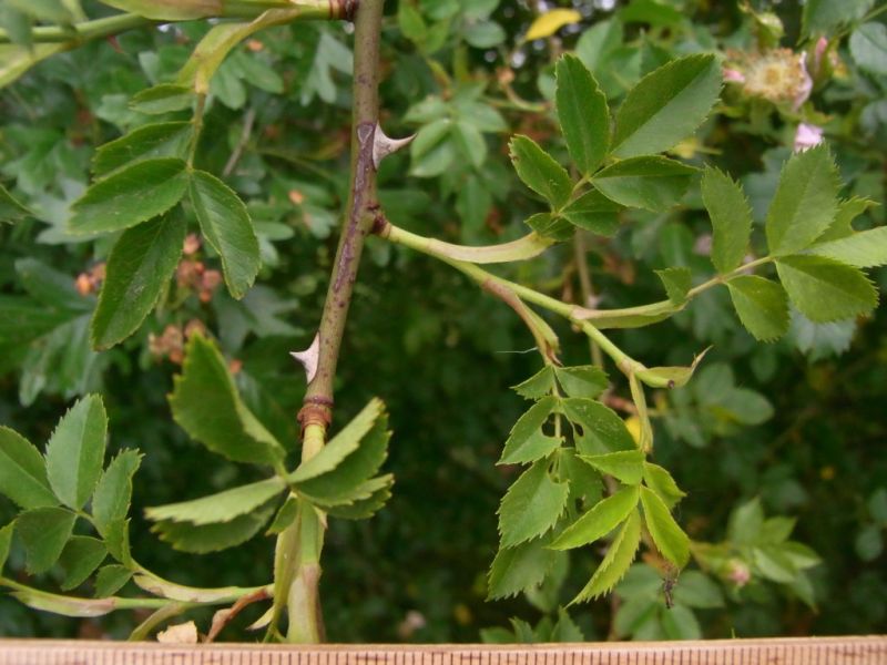 Datei:Hundsrose, Ast mit Dornen.JPG