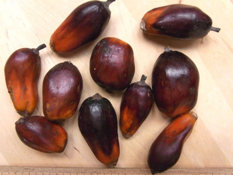 Datei:Oelpalme, Fruechte.JPG