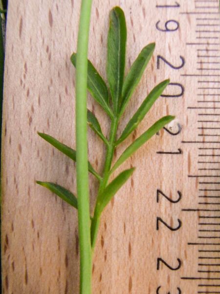 Datei:Wiesenschaumkraut, Stengel und Blatt.jpg