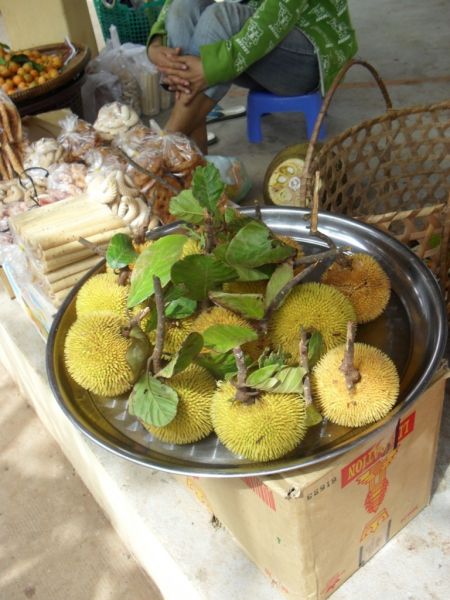 Datei:Artocarpus.jpg