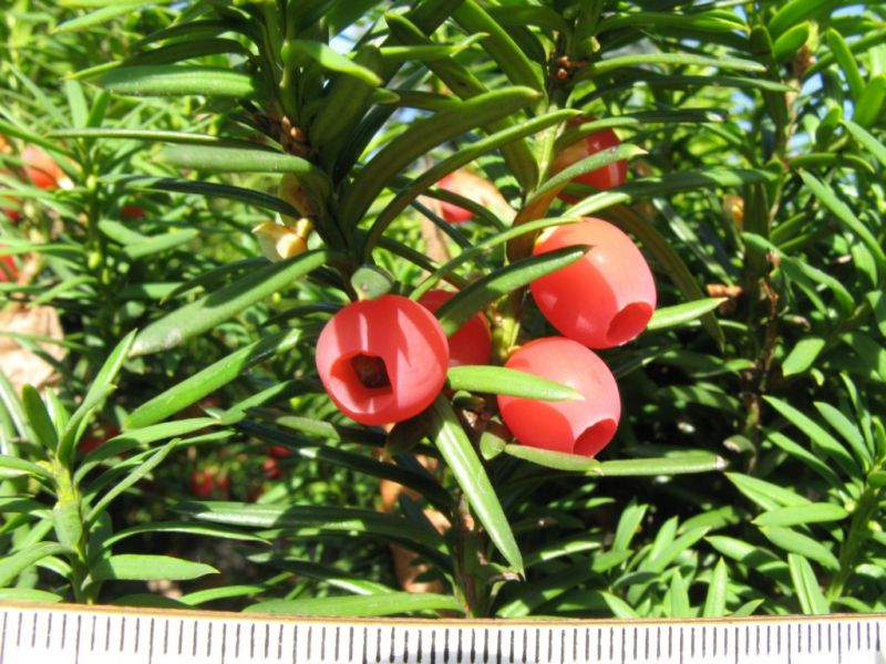 Datei:Eibe, Nahaufnahme.JPG