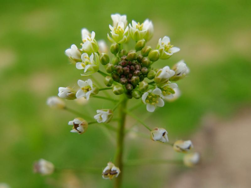 Datei:Hirtentaeschelkraut, Bluetenstand.jpg