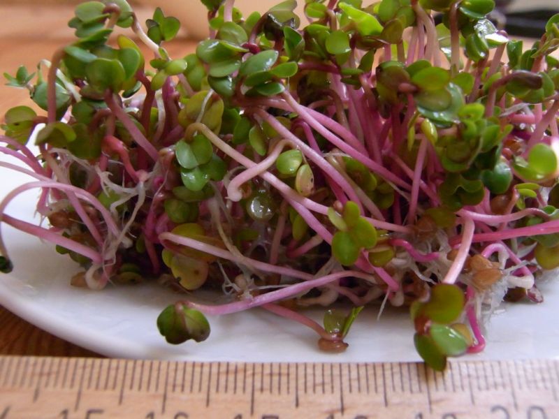 Datei:Radieschen, Keimlinge.JPG