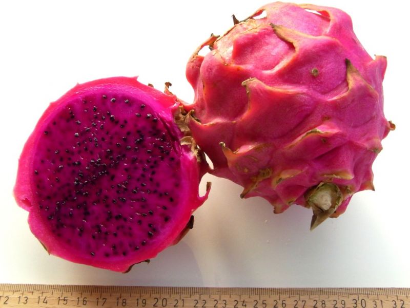 Datei:Hylocereus polyrhizus.JPG