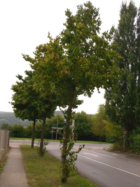 Datei:Baum-Hasel.JPG