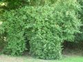 Vorschaubild der Version vom 07:21, 23. Aug. 2013
