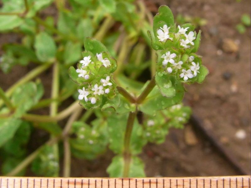 Datei:Feldsalat, Bluete.JPG