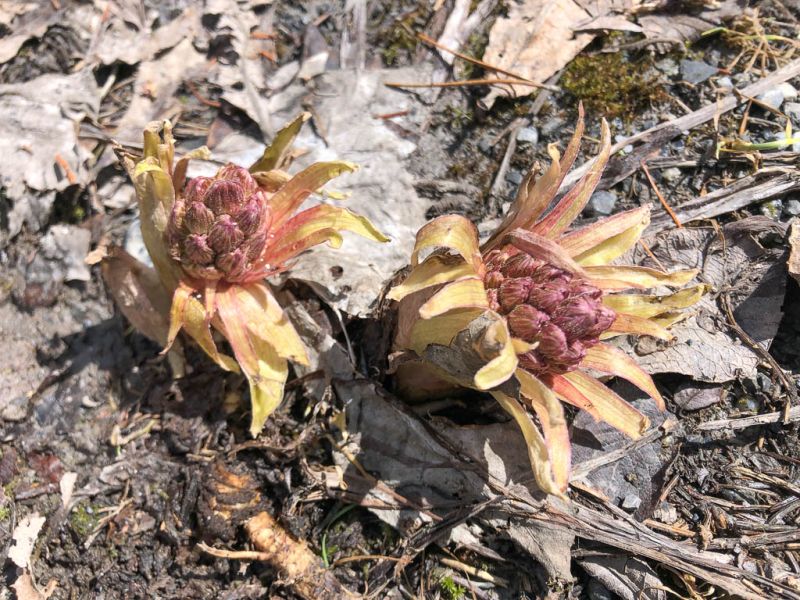 Datei:Alpen Pestwurz junge Pflanze.jpg