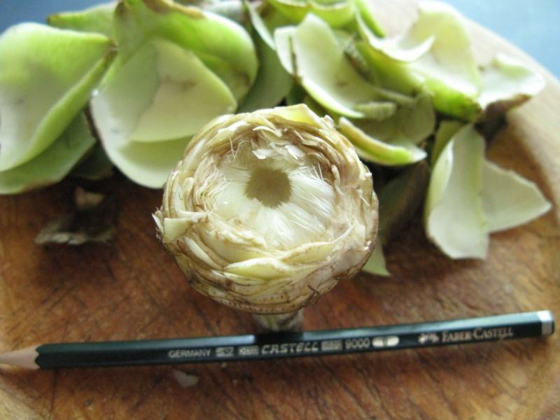 Datei:Artischocke, Bluetenboden.JPG