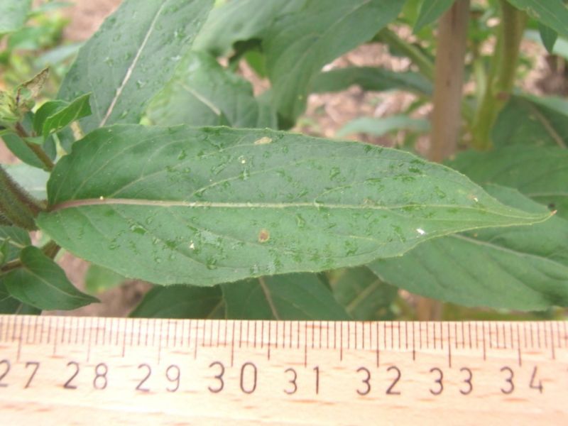 Datei:Nachtkerze, gemeine, Blatt.JPG