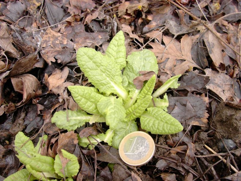 Datei:Schluesselblume, Grundblaetter.jpg
