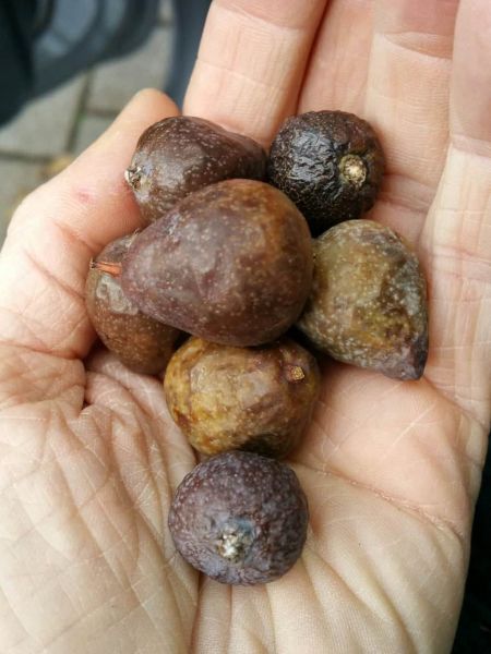 Datei:Speierling, reife Fruechte.jpg