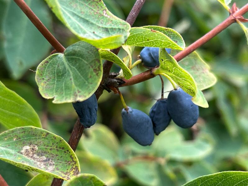 Datei:Heckenkrische blaue Fruechte.jpg