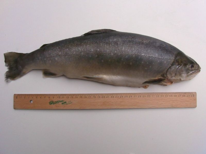 Datei:Seesaibling, ausgenommen.JPG