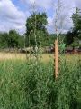Vorschaubild der Version vom 17:18, 23. Jul. 2011