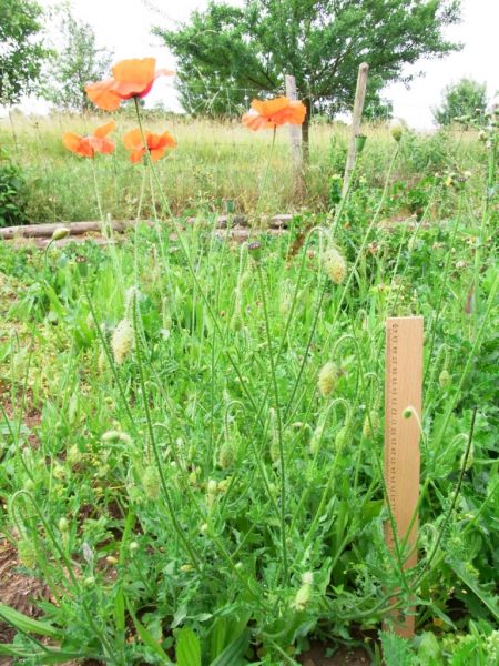Datei:Klatschmohn.JPG