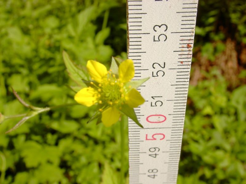 Datei:Nelkenwurz, Bluete.JPG