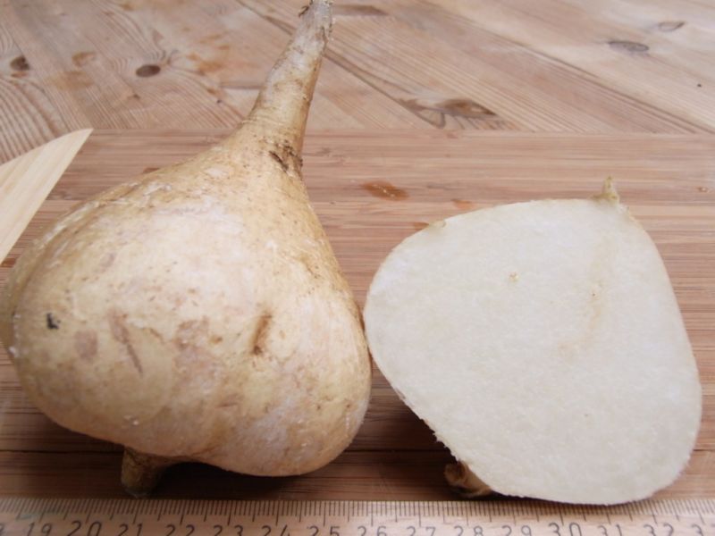 Datei:Bengkoang.JPG