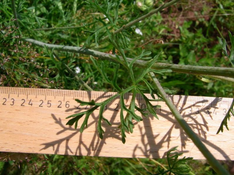 Datei:Moschus-Malve, Blatt.JPG