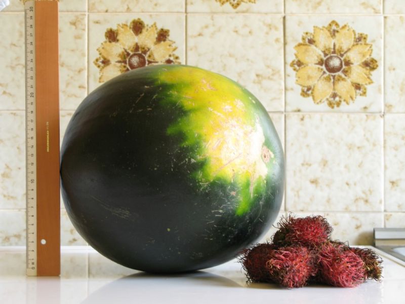Datei:Wassermelone.JPG