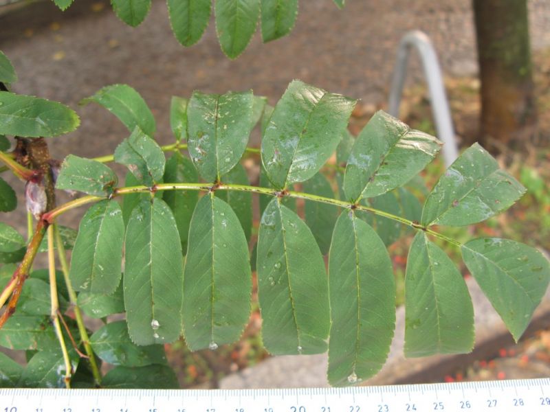 Datei:Eberesche, Blatt.JPG