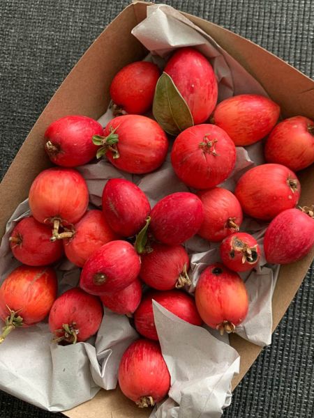 Datei:Natalpflaume Fruechte.jpg