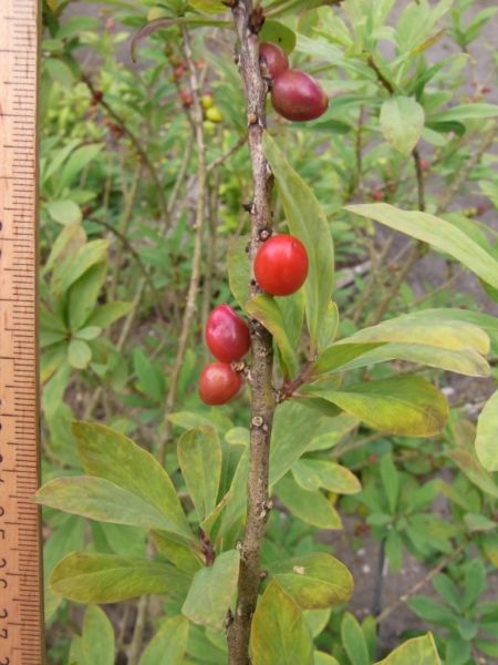 Datei:Seidelbast, Frucht.JPG