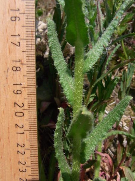 Datei:Ackerochsenzunge, Stengel und Blatt.JPG