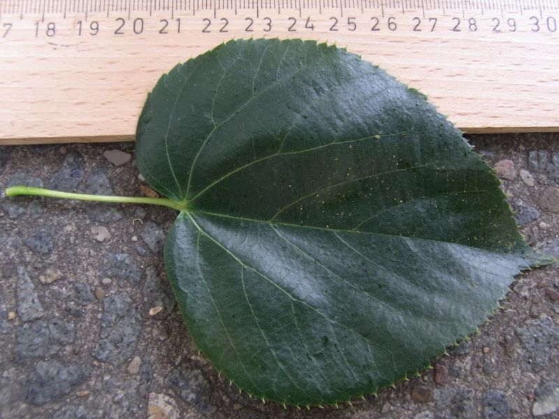 Datei:Linde, Blatt.JPG