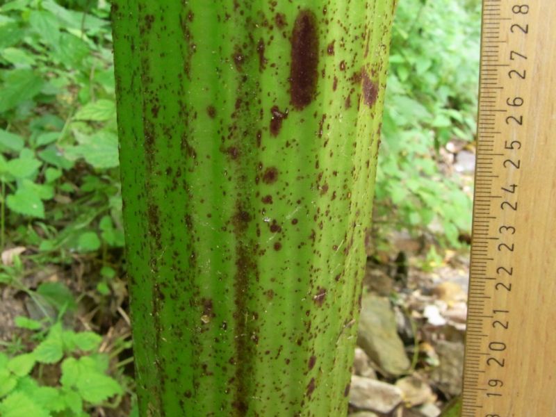 Datei:Riesen-Baerenklau, Stengel.JPG