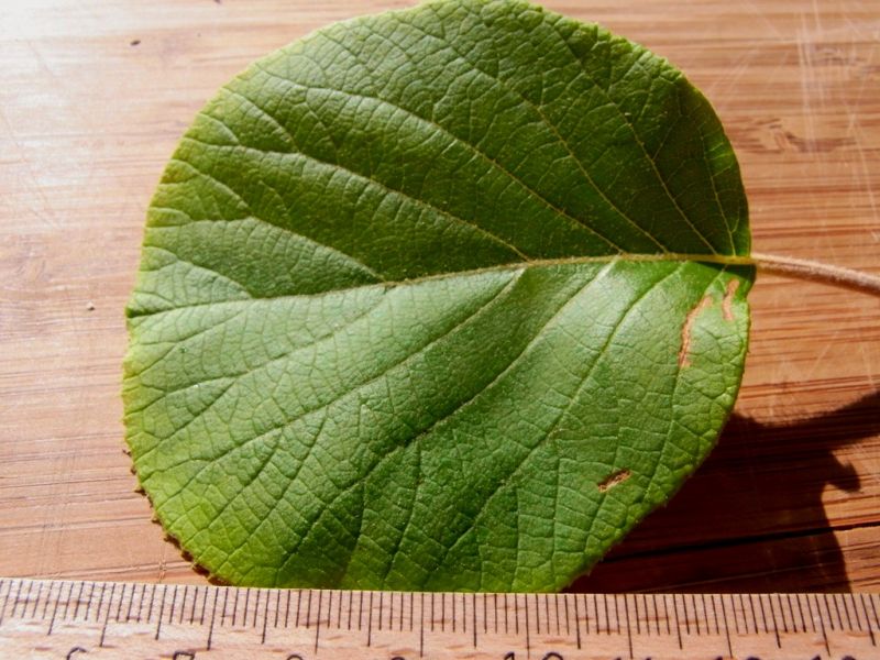 Datei:Kiwi, Blatt.JPG