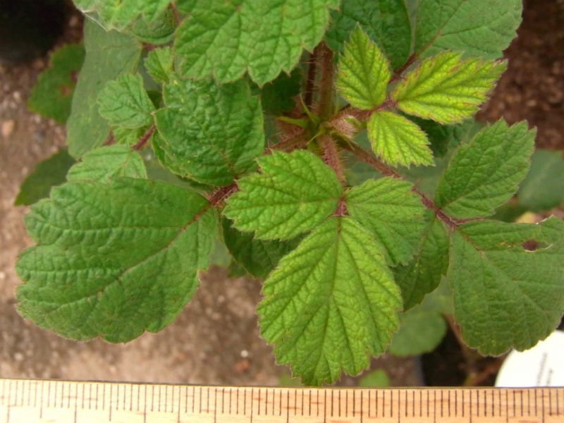 Datei:Himbeere, rotborstige, Blatt.JPG