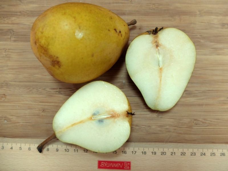 Datei:Gellerts Butterbirne.JPG