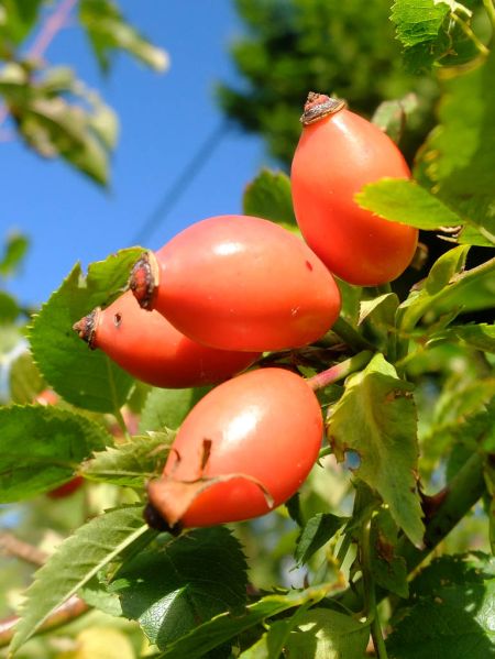 Datei:Hagebutten am Strauch.jpg