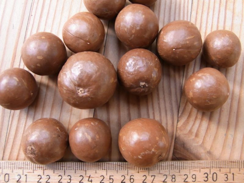 Datei:Macadamianuss.JPG
