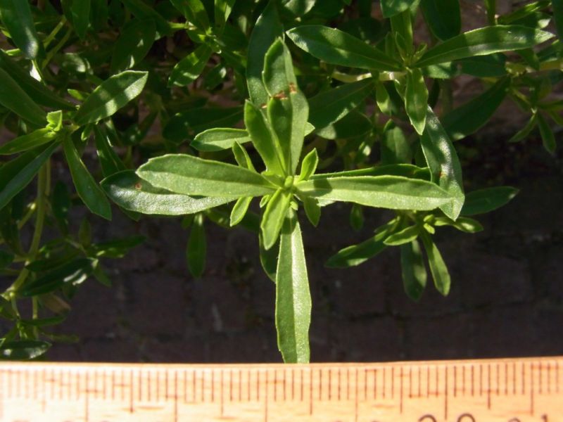 Datei:Winter-Bohnenkraut, Blatt.JPG