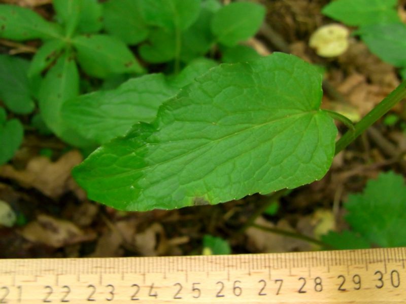 Datei:Aehrige Teufelskralle, Blatt.JPG