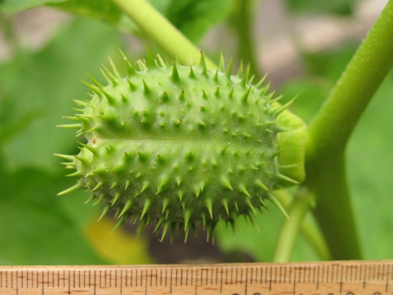 Datei:Gemeiner Stechapfel, Frucht.JPG