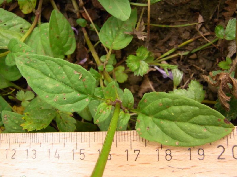 Datei:Kleine Braunelle, Blatt.JPG