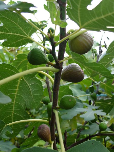 Datei:Feigen am Baum.jpg